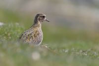 Golden Plover 3